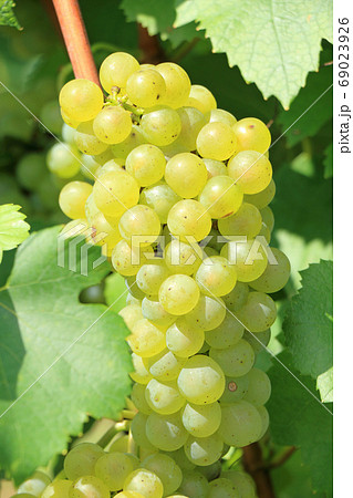 ワイン用ブドウ シャルドネ ワイン用ブドウ シャルドネ 69023926