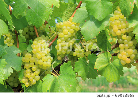 ワイン用ブドウ シャルドネ ワイン用ブドウ シャルドネ 69023968