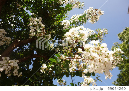 真夏に咲いた白い百日紅の花 69024260