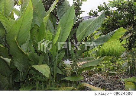 秋鬱金の花 69024686