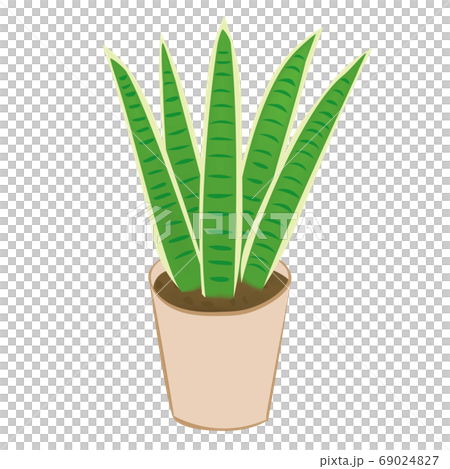 室內植物Sansuveria(矢量圖) 室內植物Sansuveria(矢量圖) 69024827