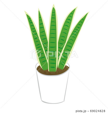 観葉植物のサンスベリア（ベクターのイラスト） 69024828