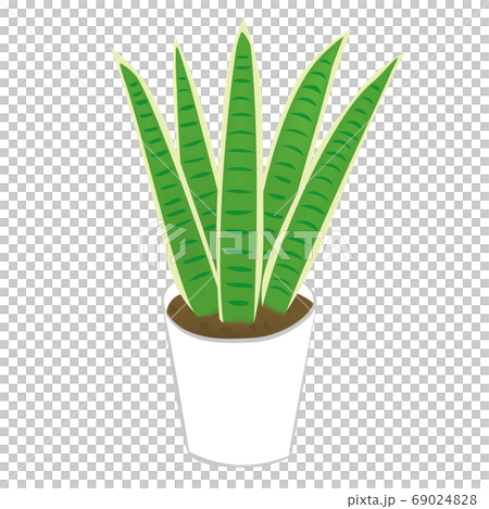 室內植物Sansuveria(矢量圖) 室內植物Sansuveria(矢量圖) 69024828