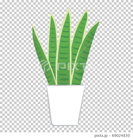 室內植物Sansuveria(矢量圖) 室內植物Sansuveria(矢量圖) 69024830