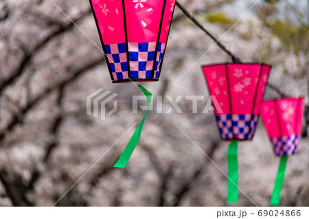 桜 69024866