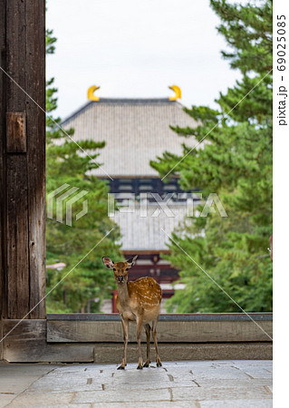 東大寺南大門と鹿 69025085