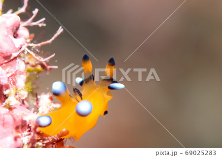 ウデフリツノザヤウミウシ 69025283