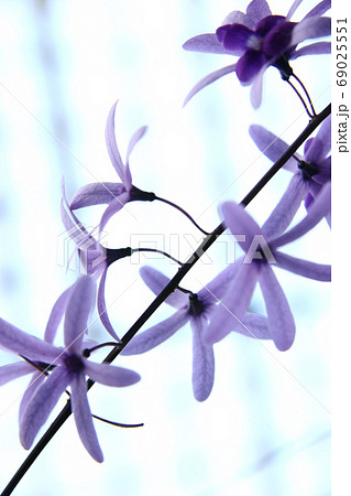 紫花弁5枚のサンドペーパー バインの写真素材