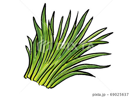 大麦若葉のイラスト 69025637
