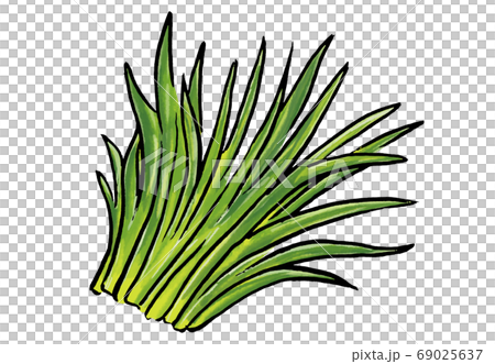 大麥的插圖 69025637