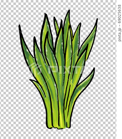 大麦若葉のイラストのイラスト素材