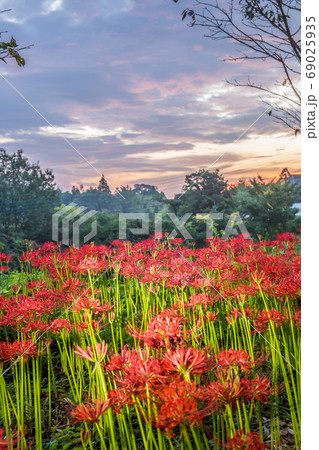 七ツ森古墳群の彼岸花（大分県竹田市） 69025935