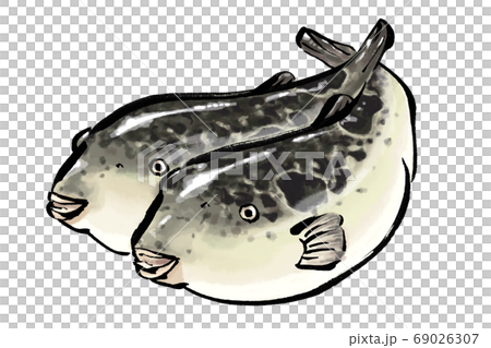 トラフグのイラスト　河豚　とらふぐ　ふく 69026307
