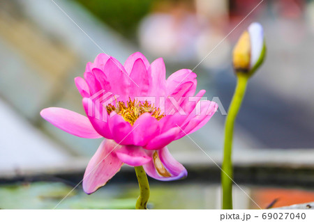 Lotus farm, Symbol of nature, Close up Lotus farm, Symbol of nature, Close up 69027040