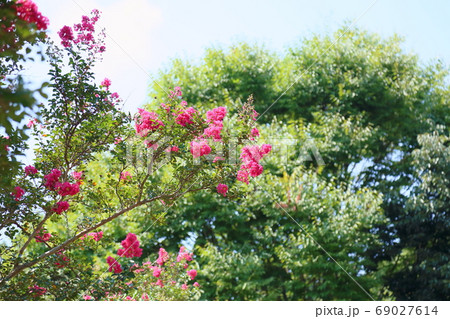 サルスベリの花 サルスベリの花 69027614