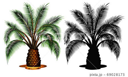 Set of palm tree Set of palm tree 69028173