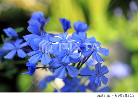 ルリマツリ 69028215