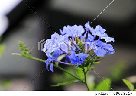 ルリマツリ 69028217