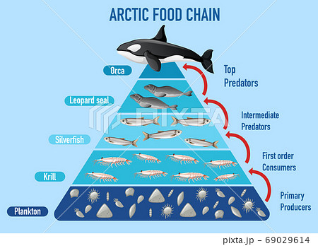 Arctic food chain pyramid Arctic food chain pyramid 69029614