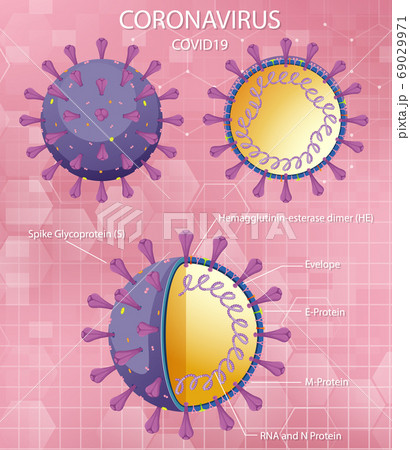 Diagram of Corona virus particle structure 69029971