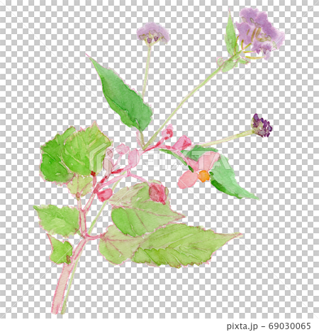 Watercolor of wild flowers in autumn (shukaidou and mistflower) Watercolor of wild flowers in autumn (shukaidou and mistflower) 69030065