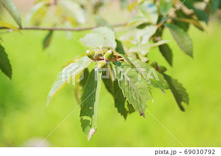 ドングリの実 69030792