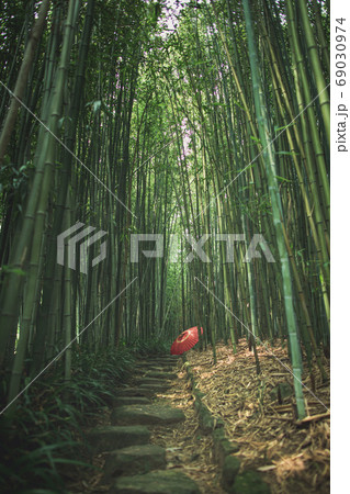 初夏の洛西竹林公園 初夏の洛西竹林公園 69030974