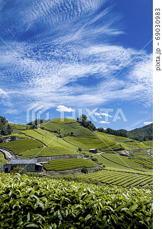 和束町の茶畑 69030983