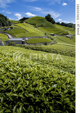 和束町の茶畑 69030985