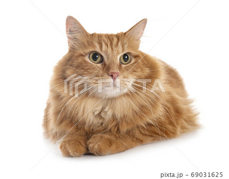 siberian cat in studio 69031625