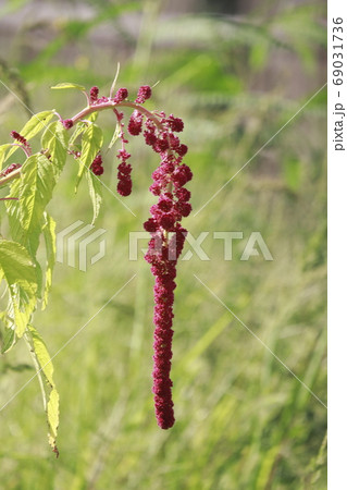 ヒモゲイトウの花 ヒモゲイトウの花 69031736