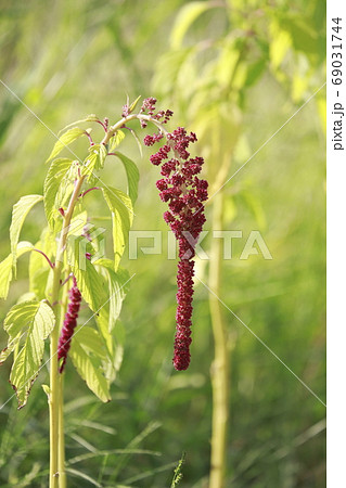 ヒモゲイトウの花 ヒモゲイトウの花 69031744