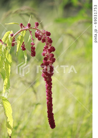 ヒモゲイトウの花 69031753