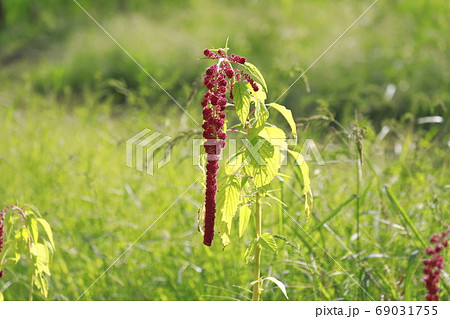 ヒモゲイトウの花 69031755