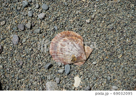 真崎海岸の貝殻　アカザラガイ 69032095