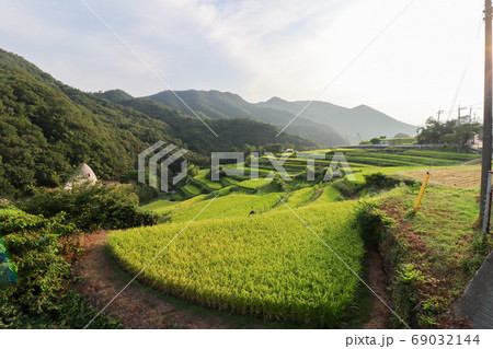 中山千枚田 小豆島の恋の写真素材