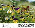 花壇の花 69032625
