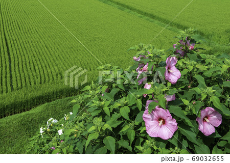 芙蓉咲く田園 69032655
