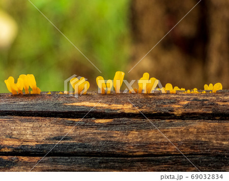 Mushroom on wood blur background Mushroom on wood blur background 69032834