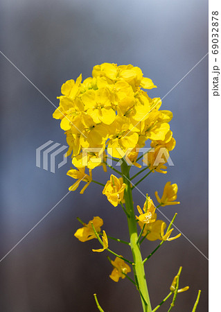 菜の花とミツバチ 69032878