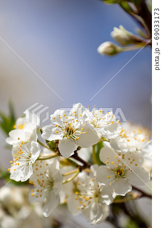 スモモの花の写真素材