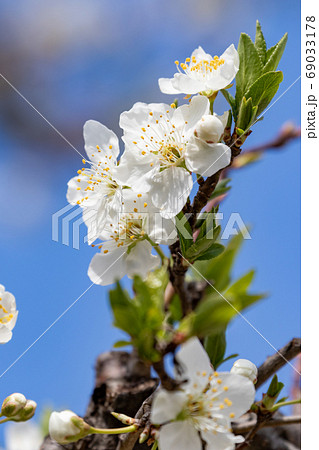 スモモの花の写真素材