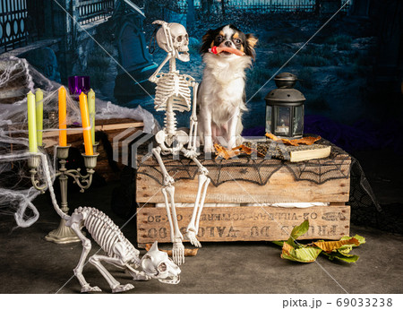 Chihuahua in a Halloween setting Chihuahua in a Halloween setting 69033238