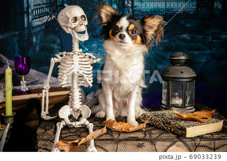 Chihuahua in a Halloween setting Chihuahua in a Halloween setting 69033239