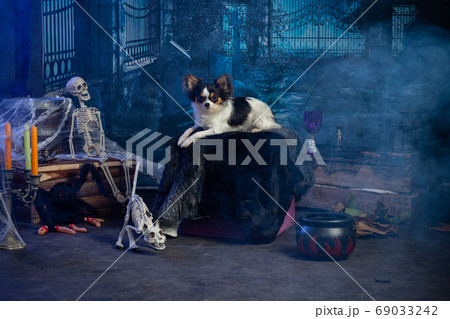 Chihuahua in a Halloween setting 69033242