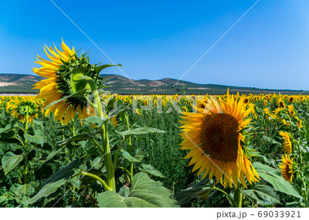 The flowers of a sunflower on a field full of 69033921