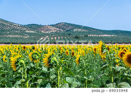 The flowers of a sunflower on a field full of The flowers of a sunflower on a field full of 69033948
