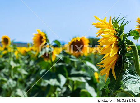 The flowers of a sunflower on a field full of 69033969