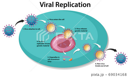 Viral Replication infographic for education Viral Replication infographic for education 69034168