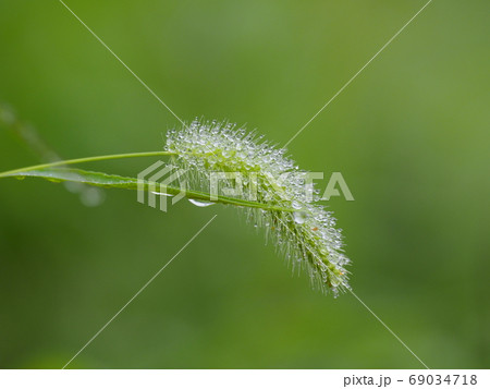 エノコログサ 69034718